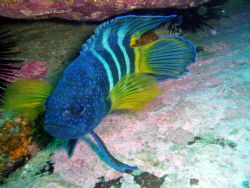 Eastern blue devil shark point sydney aust olympus muj300. by Debra Cahill 